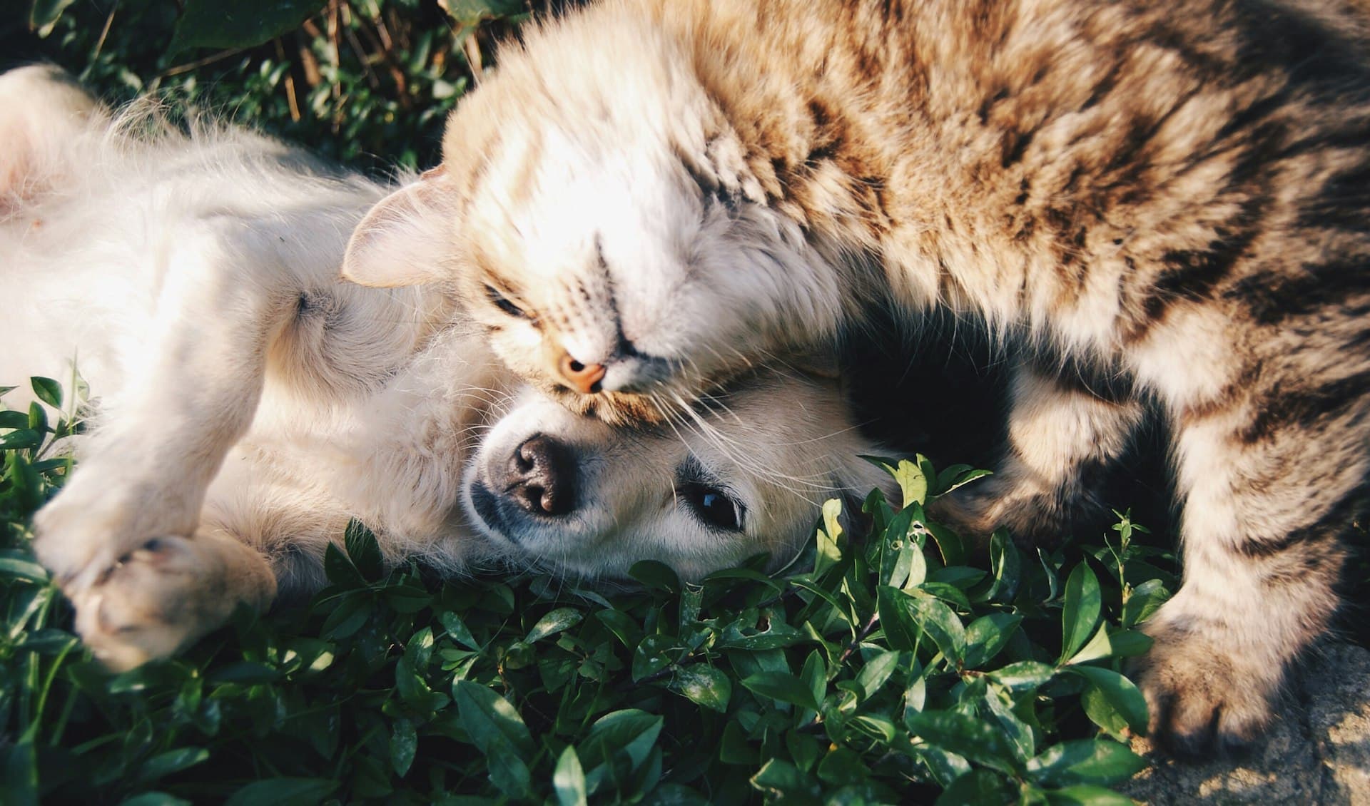Birbirine sokulan kedi ve köpek